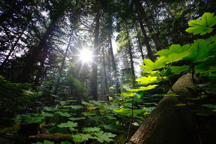 Umweltfreundlichkeit